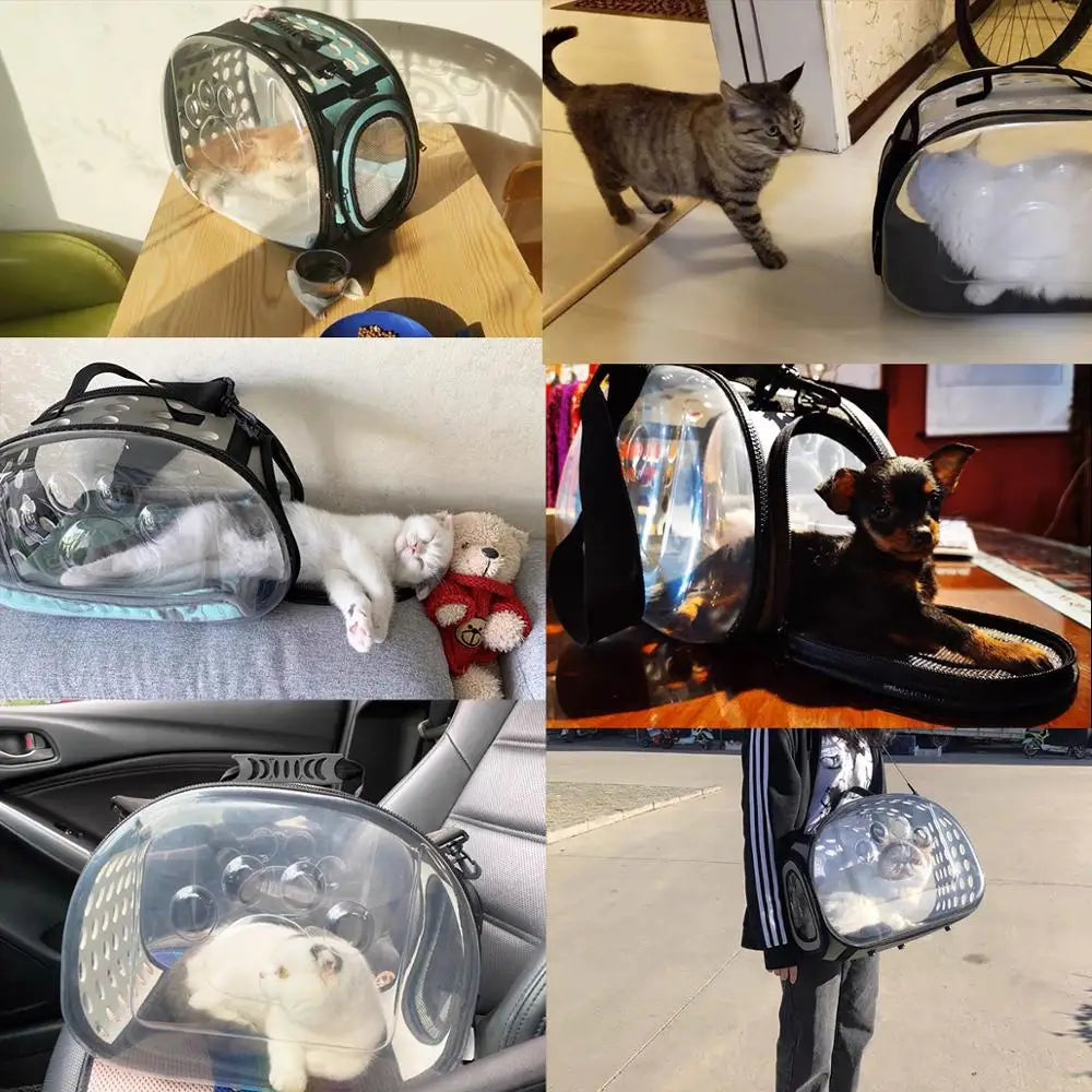 Transparent Cat Travel Backpack