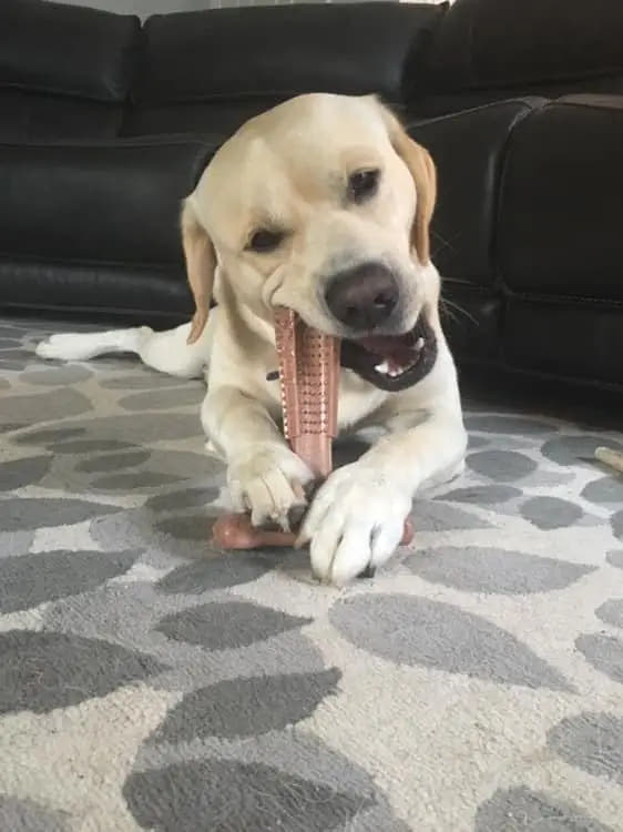 Durable Dog Chew Toy (Teeth Cleaning)