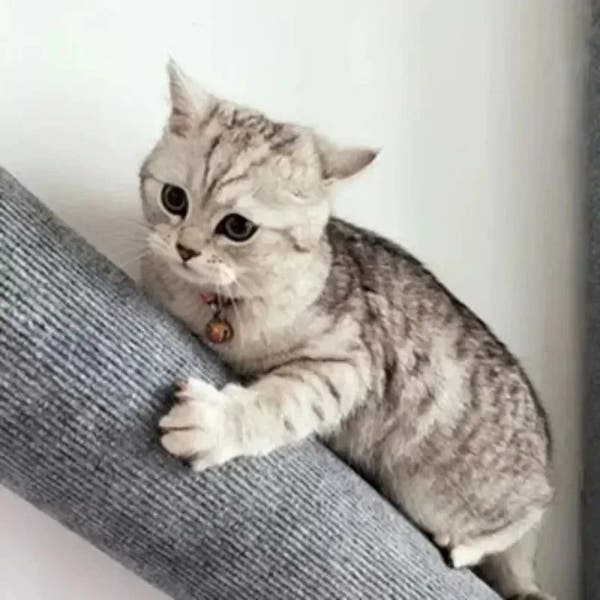 Wall-Mounted Cat Scratching Stick