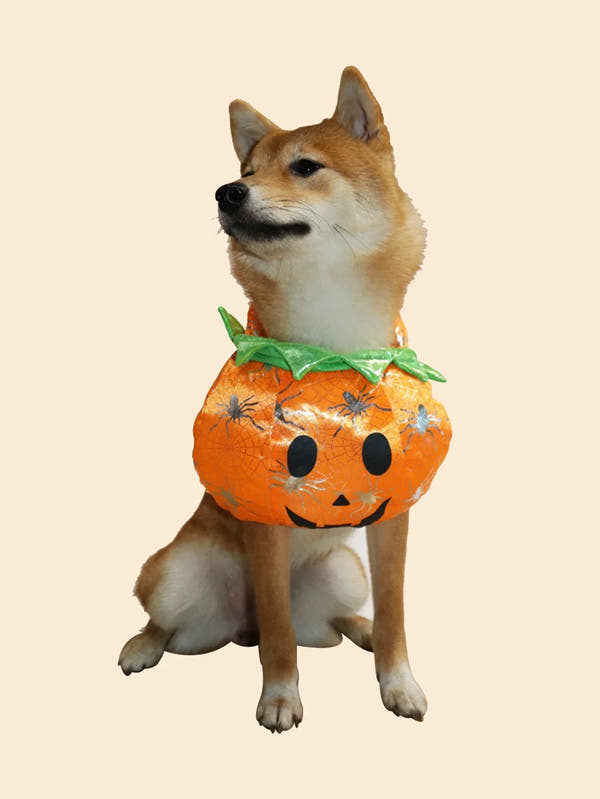 Pet Halloween Pumpkin