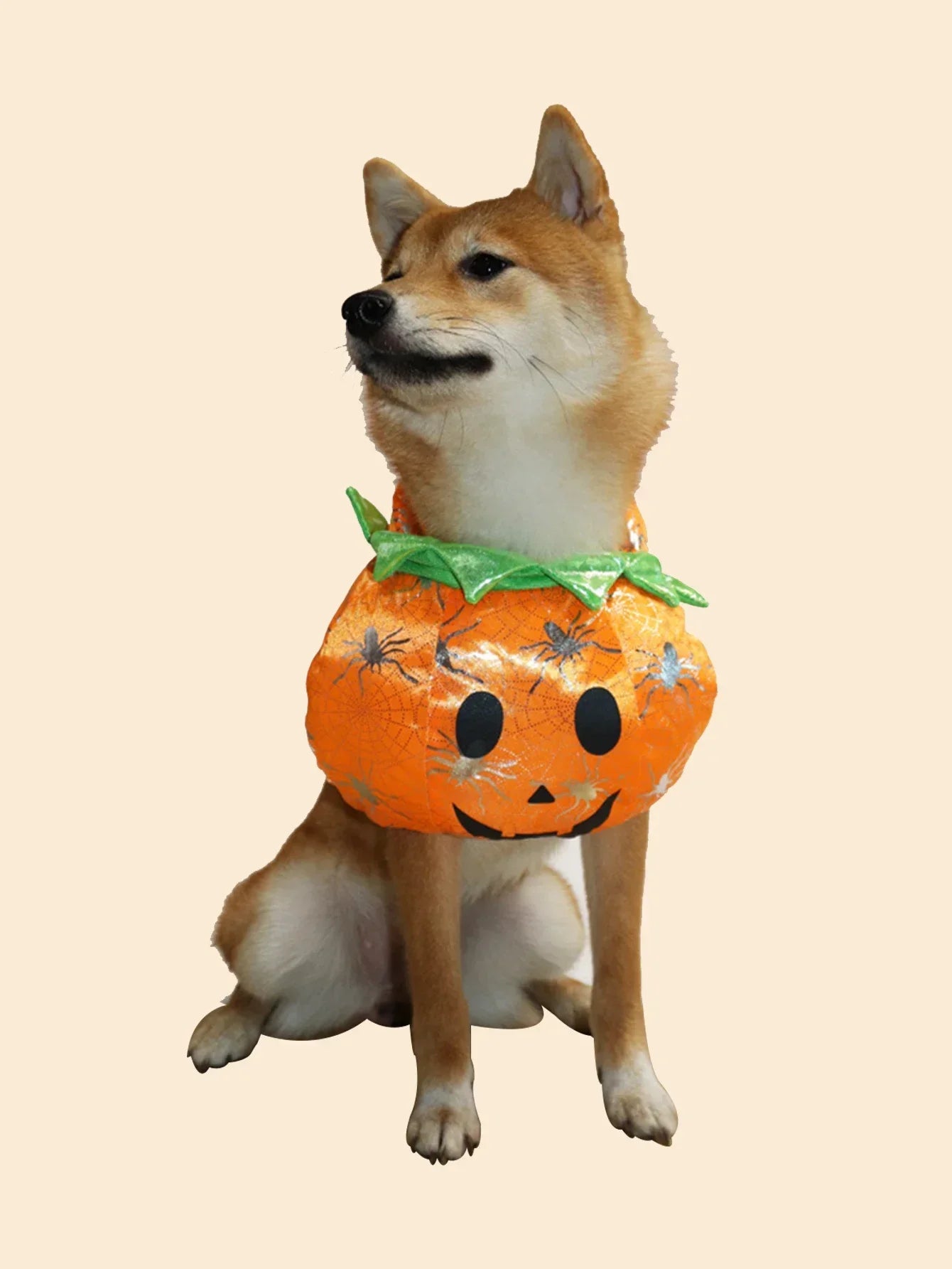 Pet Halloween Pumpkin