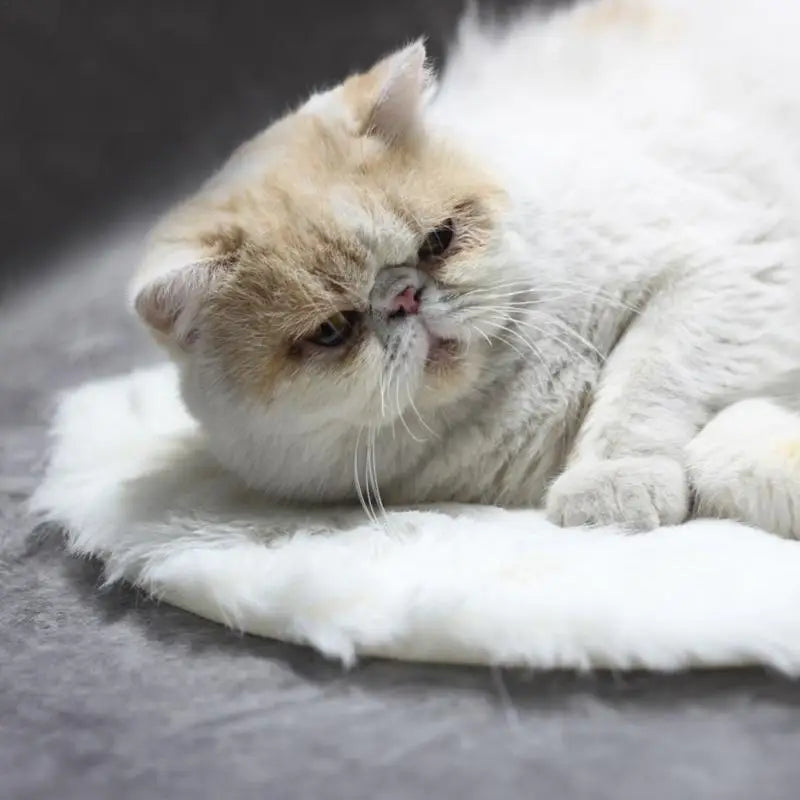 USB Heated Pet Bed