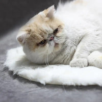 USB Heated Pet Bed