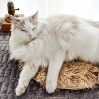 USB Heated Pet Bed