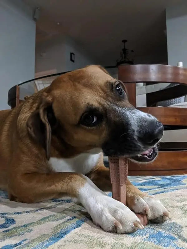 Durable Dog Chew Toy (Teeth Cleaning)