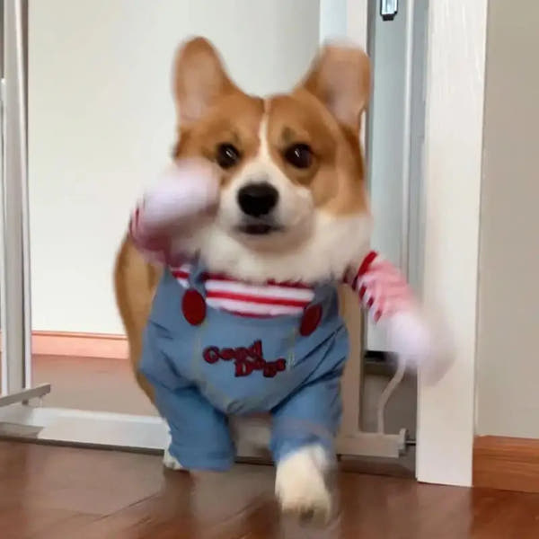 Chucky Dog Halloween Costume