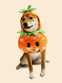 Pet Halloween Pumpkin